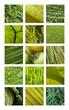 Texture, matière, fond, nature, jardin, vert, végétation