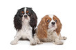 Photo en ligne au meilleur prix two Cavalier King Charles Spaniel dogs