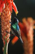 Palestine Sunbird (Nectarinia osea) male on aloe vera