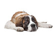St Bernard puppy St Bernard puppy