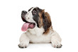 Photo en ligne au meilleur prix St Bernard puppy