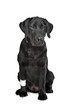 Black Labrador puppy