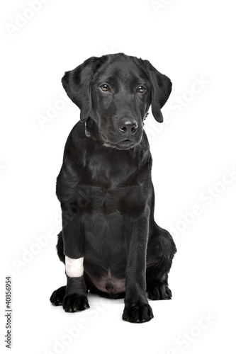 Photo: Black Labrador puppy Black Labrador puppy