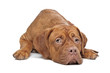 Dogue de Bordeaux Dogue de Bordeaux