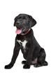 Black Labrador puppy Black Labrador puppy