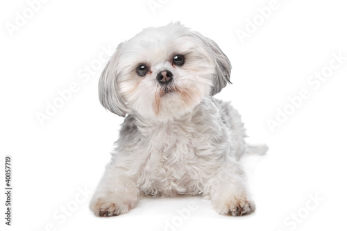 Photo: Little boomer dog Little boomer dog