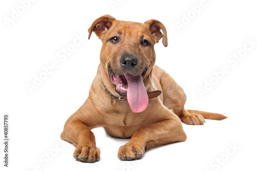 Photo: mixed breed dog mixed breed dog