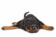 rottweiler puppy