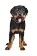 rottweiler puppy