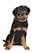 rottweiler puppy
