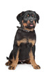 rottweiler puppy