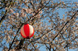 Sakura-11