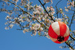Sakura-10