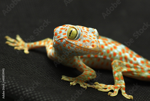 Photo: Gecko looking camera on black background Gecko looking camera on black background