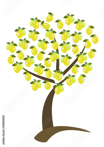 Illustration: albero di limoni albero di limoni