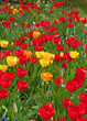 Tulpen - Tulipa