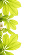 Fresh chestnut leafs