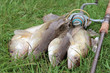 fishing catch - zander