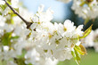 Kirschblüten