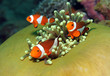 Three Western Clown Anemonefish in Anemone, Bunaken, Indonesia