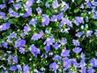 Australian Fan Flower 1
