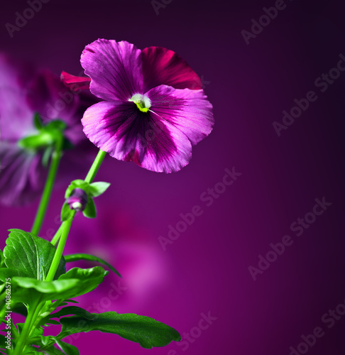 Photo: Pansy flowers border Pansy flowers border