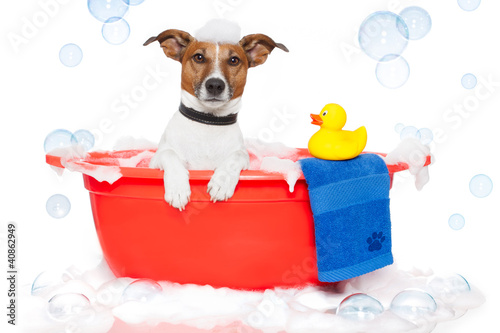 Photo: Dog taking a bath in a colorful bathtub with a plastic duck Dog taking a bath in a colorful bathtub with a plastic duck