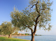 Olive trees near lake Garda in Bardolino Olive trees near lake Garda in Bardolino