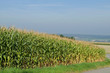Maisfeld