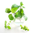 Herb Series - Mint