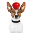 crazy dog with big lazy eyes and an apple on top