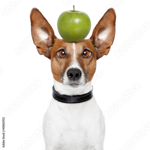 Foto: crazy dog with big lazy eyes and an apple crazy dog with big lazy eyes and an apple