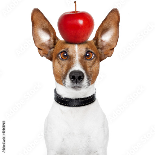 Photo: crazy dog with big lazy eyes and an apple on top crazy dog with big lazy eyes and an apple on top