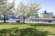 row of cherry blossom trees in Yokohama harbor, Japan