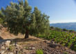 Olive tree in Calabria Olive tree in Calabria