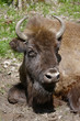 Big head of bison