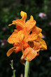 BLUMEN_0223_indisches_Blumenrohr