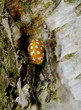 sechzehnfleckiger Marienkäfer im Versteck, Baumrinde
