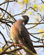 Pigeon ramier