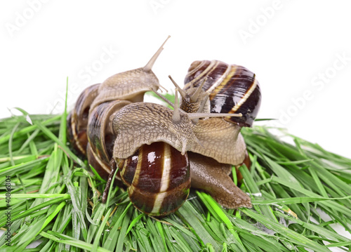 Photo: Group Garden snail (Helix aspersa) Snails source of protein Group Garden snail (Helix aspersa) Snails source of protein