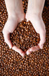 Coffee beans in hand Coffee beans in hand
