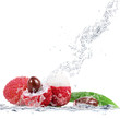 lycis splash