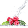 lamponi splash