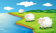 Sheep