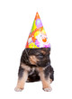 lovely puppy with festive cap lovely puppy with festive cap