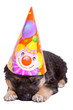lovely puppy with festive cap lovely puppy with festive cap