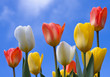 Colourful tulips in spring time. Colourful tulips in spring time.