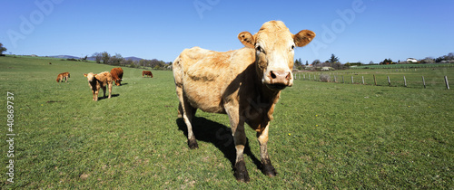 Photo: panoramic cow view panoramic cow view