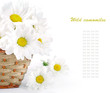 White flowers, field camomiles in a braided basket