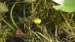 Water lilies